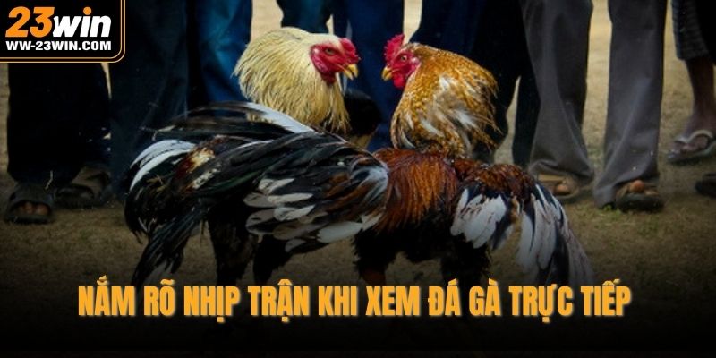 Nắm rõ nhịp trận khi xem đá gà trực tiếp 
