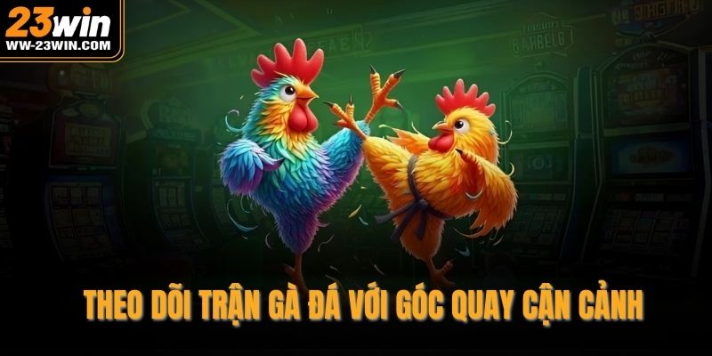 Theo dõi trận gà đá với góc quay cận cảnh